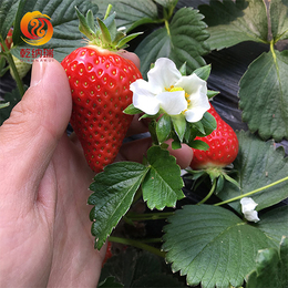 妙香七号草莓苗种植方法-妙香七号草莓苗-乾纳瑞农业