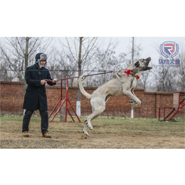 坎高犬-北京瑞阁宠物公司-哪里卖坎高犬