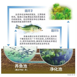 陆基养鱼-陆基养鱼技术-智慧农研(推荐商家)