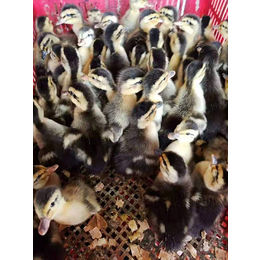 鸭苗养殖(图)-麻鸭市场-德阳麻鸭