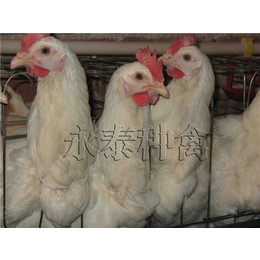 种鸡养殖场-佳木斯种鸡-永泰种禽公司(图)