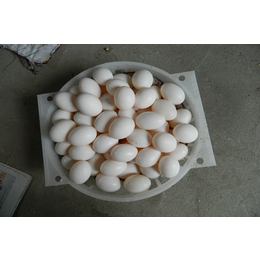 中鹏农牧种鸽养殖基地(图)-鸽子蛋多少钱-鸽子蛋