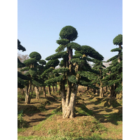 新的一年苗圃怎么做才会发展更好？浏阳苗木市场春节升温