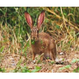 湘潭种兔-监利宏盛养兔厂-种兔养殖视频
