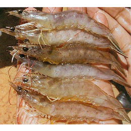 鑫世源水产(图)-对虾养殖技术-邻水对虾