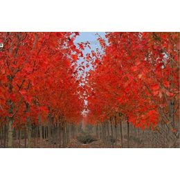 天津红枫价格-志森园林绿化有限公司-红枫树6公分价格