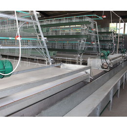 肉食鸡养殖生产设备厂家-莱芜养殖生产设备厂家- 大牧源机械