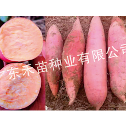 脱毒 烟薯25种苗-白城烟薯25种苗-禾苗种业红薯种培育