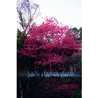 2020年风靡苗木市场的樱花新品—台湾牡丹樱