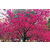 江西悟美森态台湾牡丹樱2020年樱花新品种春节期间满树缩略图1