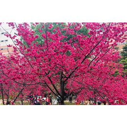 江西悟美森态台湾牡丹樱2020年樱花新品种春节期间满树缩略图