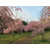 江西悟美森态八重红枝垂樱2020年樱花新品种早樱价格表缩略图1