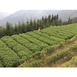 乐昌有机绿茶的品质特征以及炒青绿茶的特点绿茶