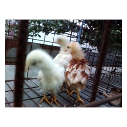 蛋鸡养殖-蛋鸡-永泰种禽