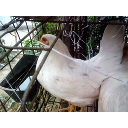酒泉种鸡-永泰种禽-种鸡养殖
