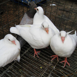 肉鸽养殖场-佳木斯肉鸽-兴利动物租赁(在线咨询)