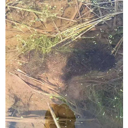 蝌蚪种苗批发价格-半亩田青蛙养殖(在线咨询)-苏州青蛙种苗