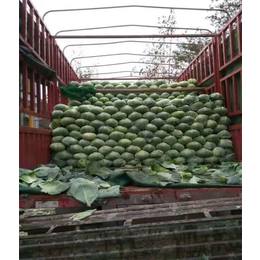 农村土豆蔬菜代收报价-新野金土地蔬菜-西藏土豆蔬菜代收