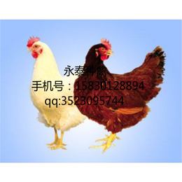 养殖蛋鸡-郴州市蛋鸡-永泰种禽(在线咨询)