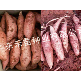 普薯32品种图片-禾苗种业红薯种-辽阳普薯32种