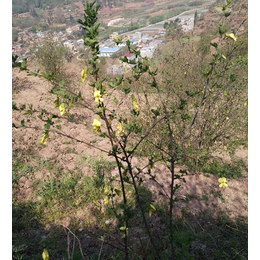 迪庆金雀花种植基地-云南俊坤苗圃-迪庆金雀花