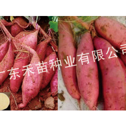 普薯32种植效益-禾苗种业红薯种-葫芦岛普薯32种