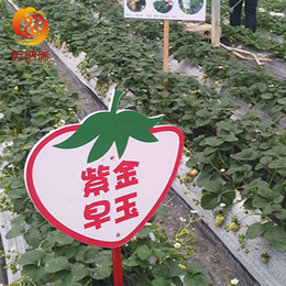 红颜草莓苗-乾纳瑞农业-2020年红颜草莓苗怎么种植