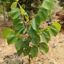 糠椴-舜枫农林-糠椴育苗基地