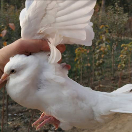 南充肉鸽-兴利动物租赁常年供应-肉鸽养殖技术