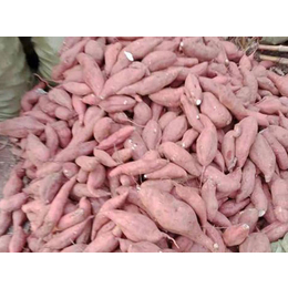 黄山大量出售红薯苗基地-太胜红薯苗批发
