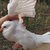 肉鸽销售-南充肉鸽-兴利动物租赁常年供应缩略图1