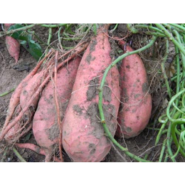 高产红薯苗-红薯苗-陈兴红薯苗基地