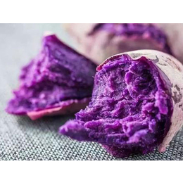内蒙古紫薯苗价格-太胜红薯育苗-大田紫薯苗价格