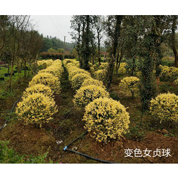 耐寒灌木销售-常德智明农业科技公司-西藏耐寒灌木
