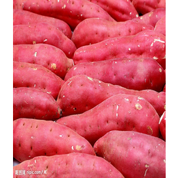 河北红薯苗报价-内蒙古河北红薯苗-陈兴红薯苗大量供应(查看)