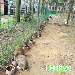 比利时兔养殖加盟-宏盛养兔厂-黄冈比利时兔