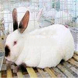 咸宁比利时兔-宏盛养兔厂-比利时兔怎么养