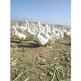 鹅苗孵化场-春发畜禽养殖(在线咨询)-鹅苗