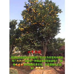 胡柚树种植基地-常山胡柚-四季果园种植基地
