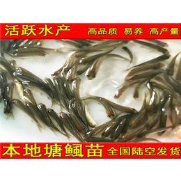 江西青鱼苗供应-活泼水产养殖(在线咨询)-青鱼苗供应商
