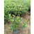 江西绿化容器苗-四季果园基地*-绿化容器苗种植缩略图1