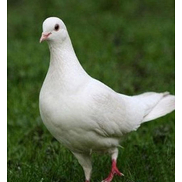 泰安鸽子的养殖技巧-天明肉鸽饲养简单-大型鸽子的养殖技巧