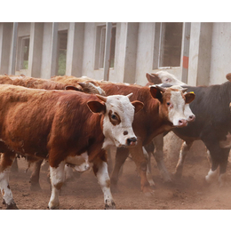 养殖肉牛销售-池州畜源牧业发展公司-新余肉牛销售