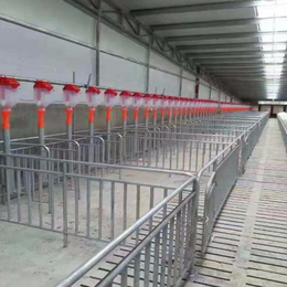 猪场自动化除粪系统猪场自动供料系统自动化料线厂家